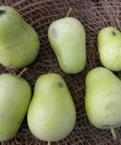Pianta di mela pera gialla