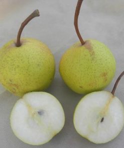 Pianta di pera castagna