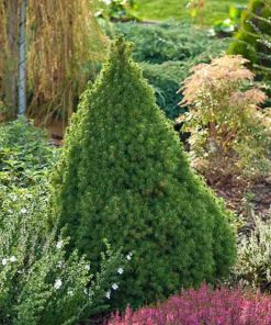 Pianta di picea albertiana “conica”