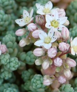 Sedum dasyphyllum