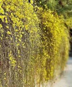 Pianta di jasminum nodiflorum