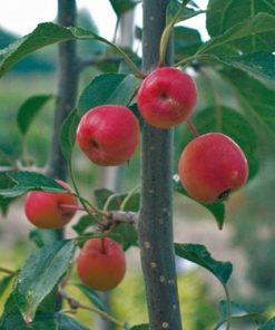 Pianta di malus ‘liset’