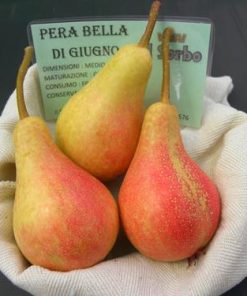 Pianta di pera bella di giugno
