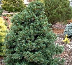 Pianta di pinus parviflora negishi