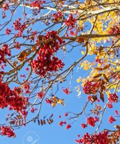 Pianta di sorbus aucuparia
