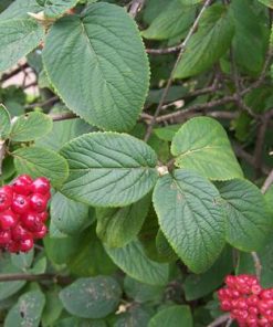 Pianta di viburnum lantana